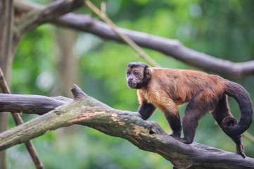 Golden-bellied capuchin Capuchin goes on a log in the Singapore