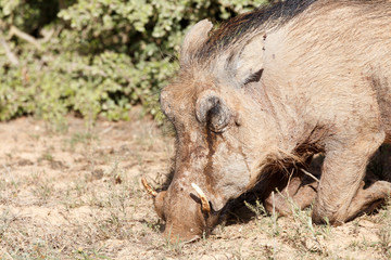 Naklejka na ściany i meble Warthog bowing down and sniffing the ground