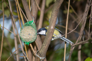 great tit, blue tit eats fat ball at the manger in the branches of trees