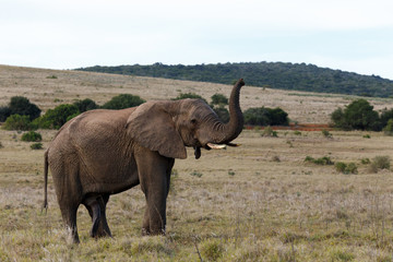 Bush Elephant with his trunk up in the air