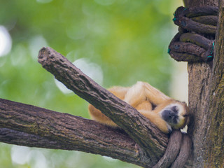 Cute spider monkey sleeps on a tree branch in Singapore Zoo
