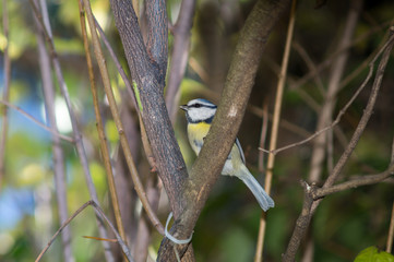 great tit, blue tit resting on branch among the trees