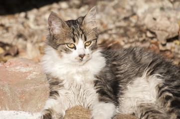 Young shaggy stray cat lying on ground in sunny day