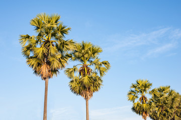 Obraz premium Sugar palm tree morning light with blue sky.