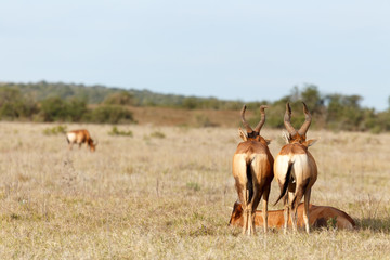 Red Hartebeest standing guard over there sleeping brother