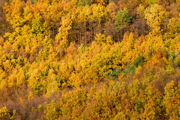 Texture of colorful fall forest with golden leaves