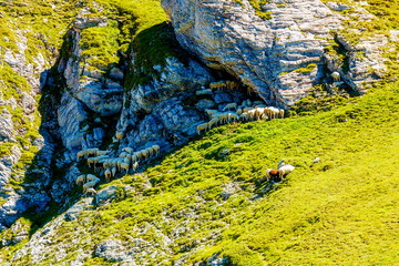 cattle grassing in beautiful mountain alpine landscape.