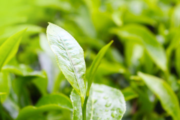 tea plantations in cameron highland, malaysia