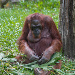 Adult orangutan sitting quietly on the green grass under the tree (Singapore)