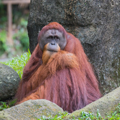 Adult orangutan sits quietly near the stones on the green grass under the tree (Singapore)