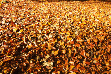 Colourful autumn leaves in orange yellow and brown