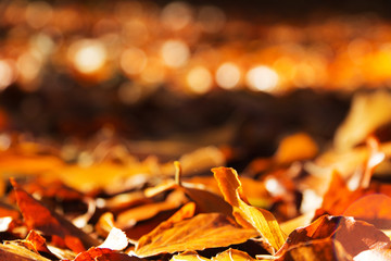 Colourful autumn leaves in orange yellow and brown