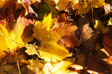 Colourful autumn leaves in orange yellow and brown