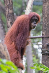Auburn orangutan looking sideways at the camera on a background of trees (Singapore)