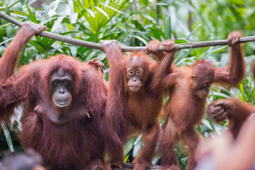 Three orangutan (adult and two teenagers) cling to the vine on a background of green leaves (Singapore) © alekseev