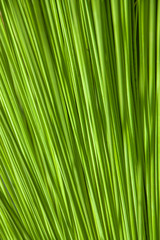 Abstract Green Nature Background of a Leaf