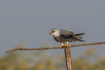 Obraz premium Red eyed black winged kite lurking from a metal rod