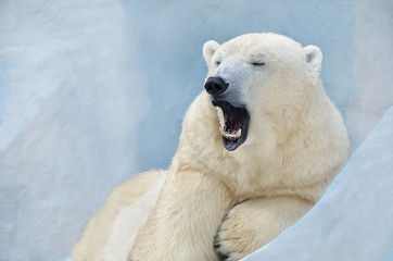 Naklejka na ściany i meble Белый медведь зевает.