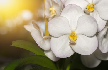 Fototapeta na wymiar cute light white vanda flower orchid