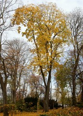 trees in park at autumn