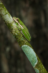 American green tree frog (Hyla cinerea)