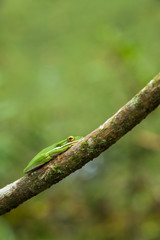 American green tree frog (Hyla cinerea)