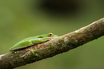 American green tree frog (Hyla cinerea)