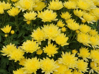 pretty flowers of chrysanthemum plant