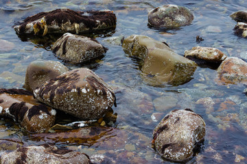 Sea stones 