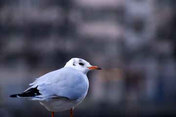 Möwen vor Stadthintergrund