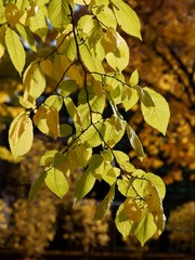 elms tree with yellow leaves at autumn