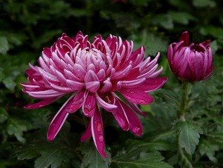 Fototapeta premium pretty flowers of chrysanthemum plant
