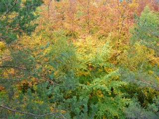 beautifull colorfull autumn in bohemian paradise
