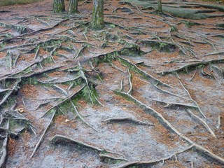 root network on a surface in a forest