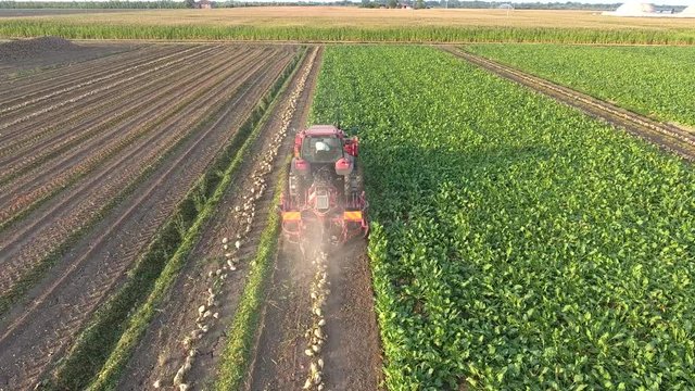 Top view of the tractor in the field of sugar beet