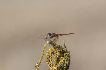 A bright red dragonfly on a dry inflorescence 