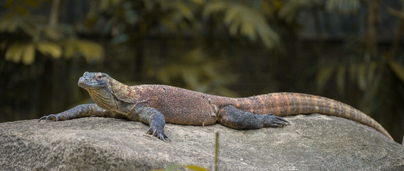 Adult long monitor lizard rests on a stone at the Singapore Zoo