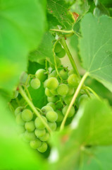 grape vine