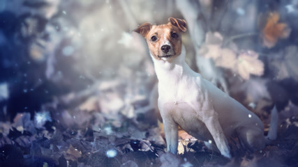 Jack Russel im Winter mit Schnee verträumt