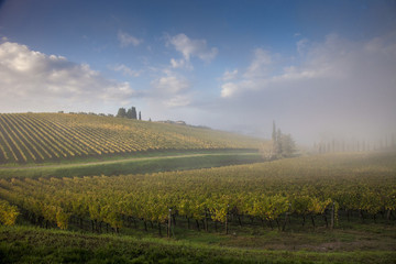 Italia,Toscana,Chianti, vigneti in autunno