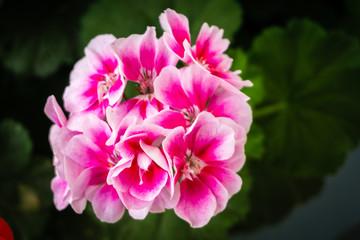 Fototapeta premium Pink petals