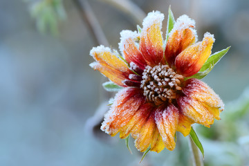 Blumen 750