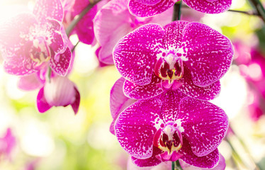 Pink phalaenopsis orchid flower
