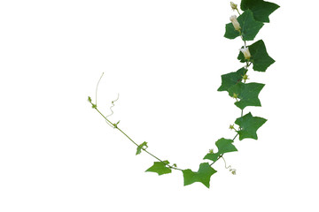 Ivy Gourd (Coccinia grandis), creeper vine plant isolated 
