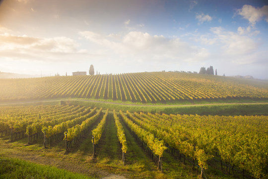 Italia,Toscana,Chianti, vigneti in autunno