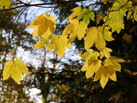 yellow leaves of sycamore maple tree at autumn