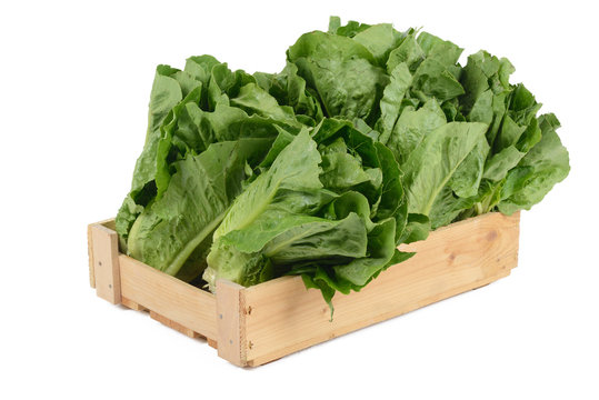 Romaine lettuce on black marble background 