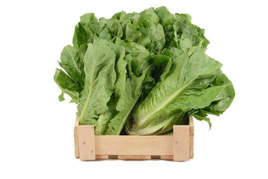 Romaine lettuce on black marble background 