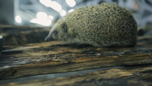 Little hedgehog finds two gold wedding rings on tree.