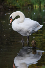 Fototapeta premium Mute Swan, Swans, Cygnus olor